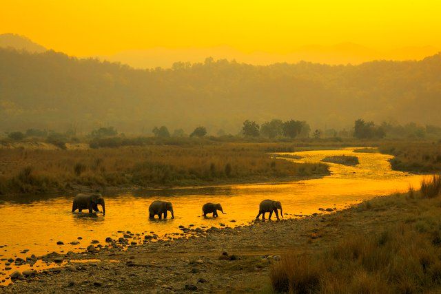 jim corbett national park