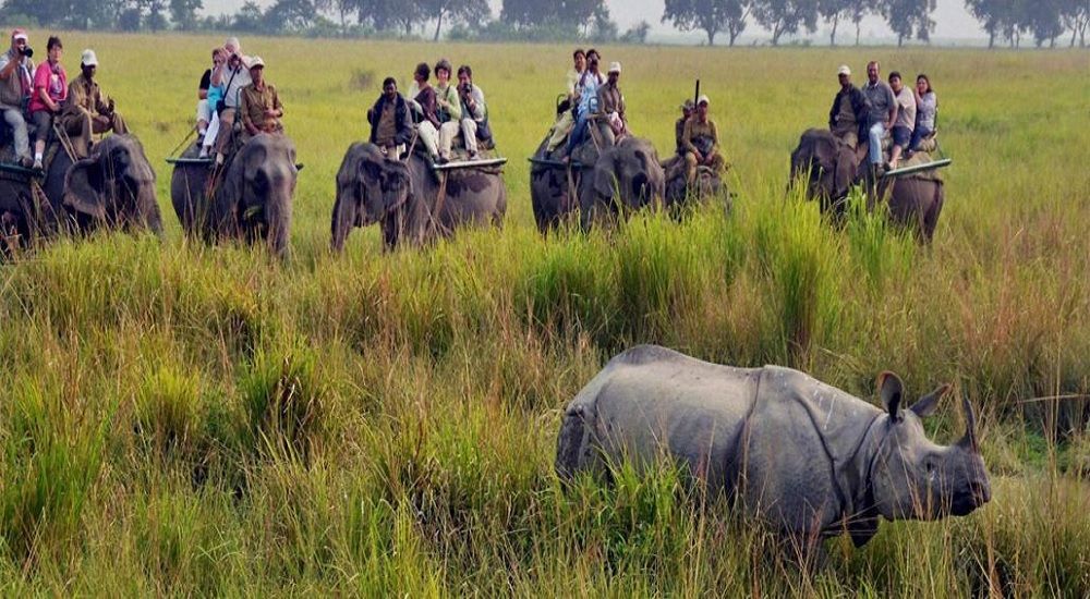Kaziranga National Park,