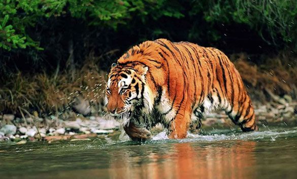 Kaziranga National Park,