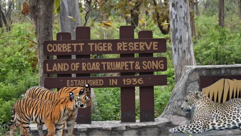 jim corbett national park