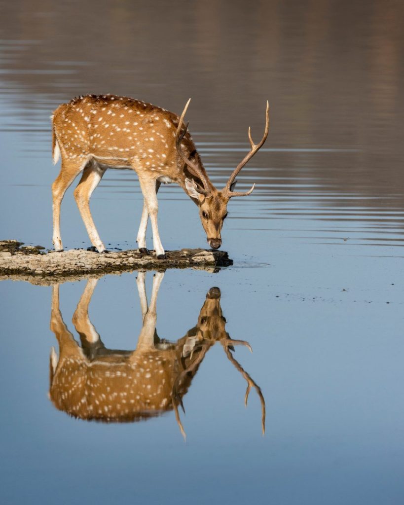 Ranthambore National Park