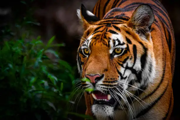 jim corbett national park