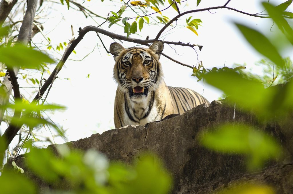 Ranthambore National Park